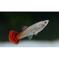 Guppy Hembra Cobra Red