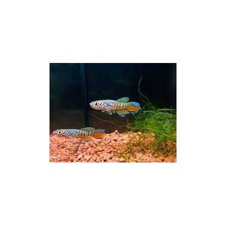 Aphyosemion Sjoestedti Pareja