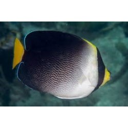 Chaetodontoplus Mesoleucus