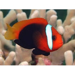 Amphiprion Frenatus