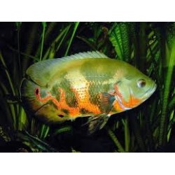 Oscar tigre 5-6cm
