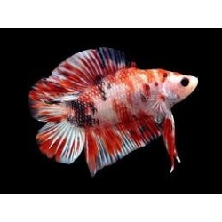 Betta macho Plakat Double...