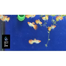 Guppy macho Sunset Koi