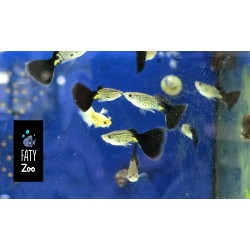 Guppy macho cobra azul