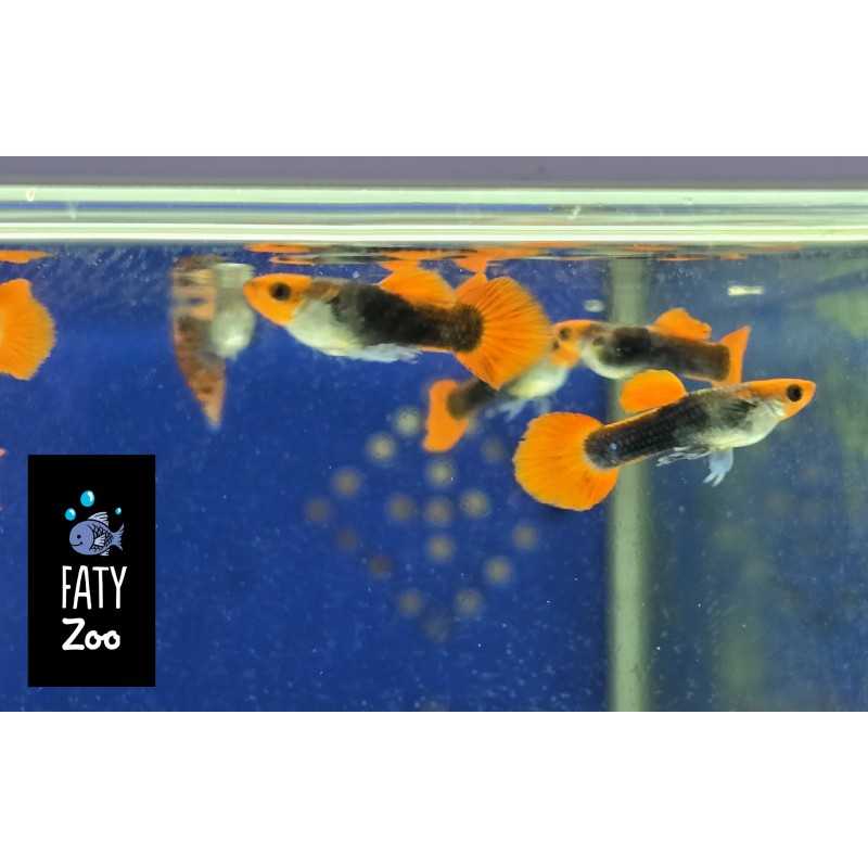 Guppy macho Koi Tuxedo