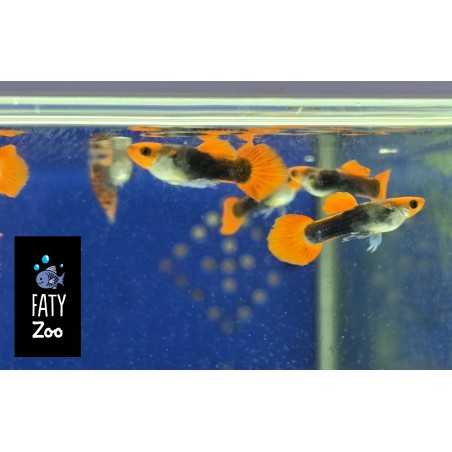Guppy macho Koi Tuxedo
