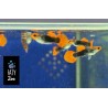 Guppy macho Koi Tuxedo
