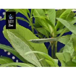 Pez Pico Pato Plateado enano