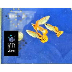 Guppy macho King Cobra