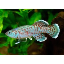 Nothobranchius eggersi azul...