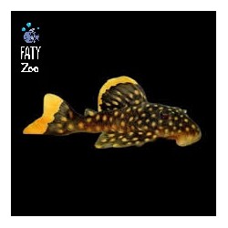 Baryancintrus Golden Nugget...