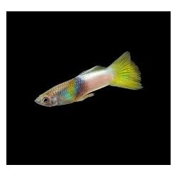 Guppy macho Bumble bee