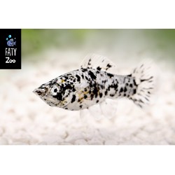 Molly Dalmata
