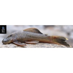 Chaetostoma sp 5-6CM
