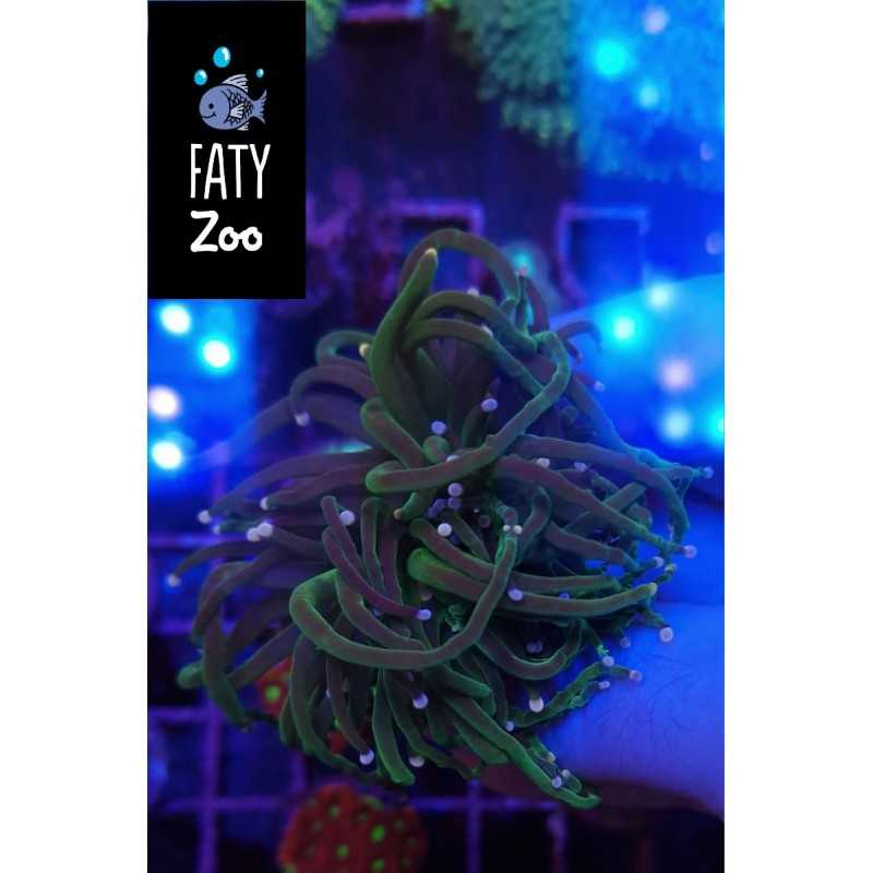 Euphyllia Glabrescens