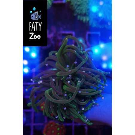 Euphyllia Glabrescens