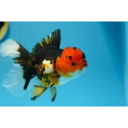 Oranda tricolor (Carassius...
