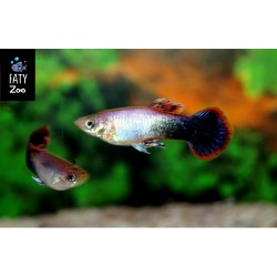 Guppy macho Tuxedo Rosa