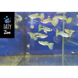 Guppy macho verde mosaico