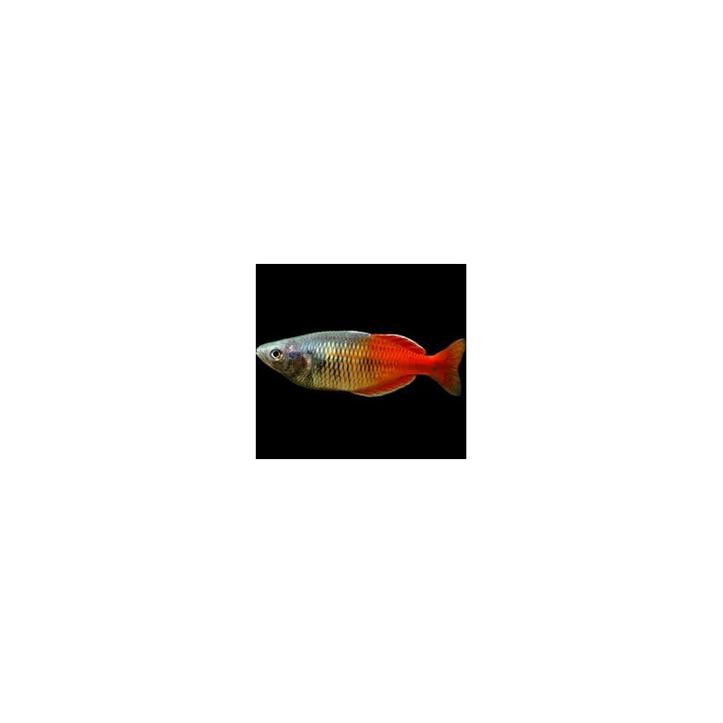 Melanotaenia boesemani red
