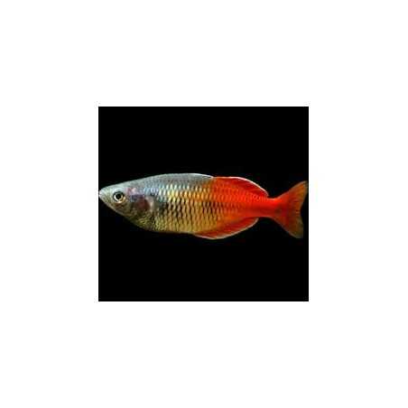Melanotaenia boesemani red