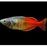 Melanotaenia boesemani red