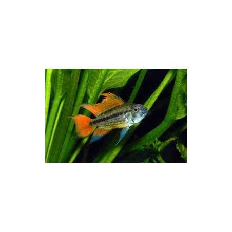 Apistogramma cacatuoides Orange