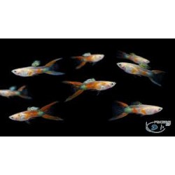 Guppy Macho Tijera Roja