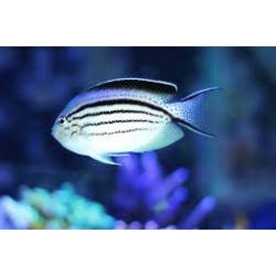 Geniacanthus lamarck