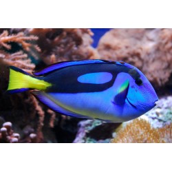 Paracanthurus hepatus,...