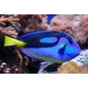 Paracanthurus hepatus, cirujano azul s