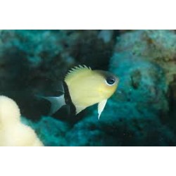 chromis retrofasciata
