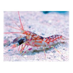 Alpheus bellulus El camarón...