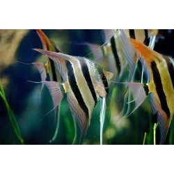 Pterophyllum altum Orinoco