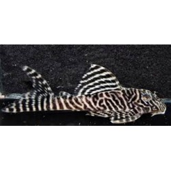 L066 King Tiger Pleco...