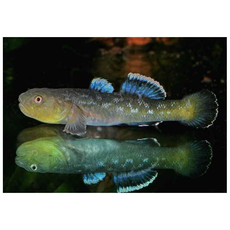 Chlamydogobius eremius