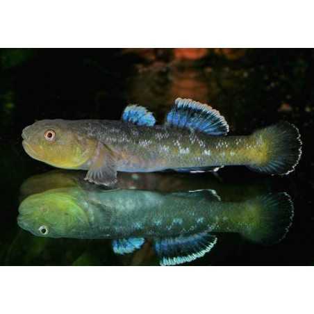 Chlamydogobius eremius