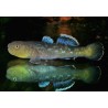 Chlamydogobius eremius