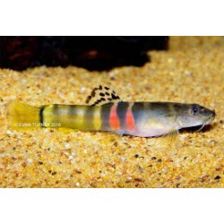 schistura balteata