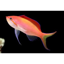 Mirolabrichthys Dispar Macho