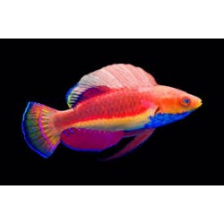 Cirrhilabrus cyanogularis