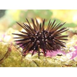 Echinometra mathaei: El...