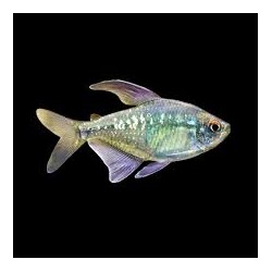 Moenkhausia Pittieri