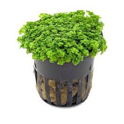 Hemianthus callitrichoides