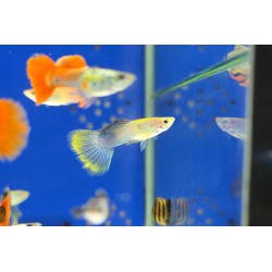 Guppy macho Dumbo pinguino