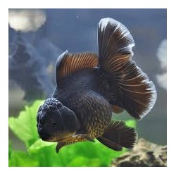 Oranda Black / Gris...