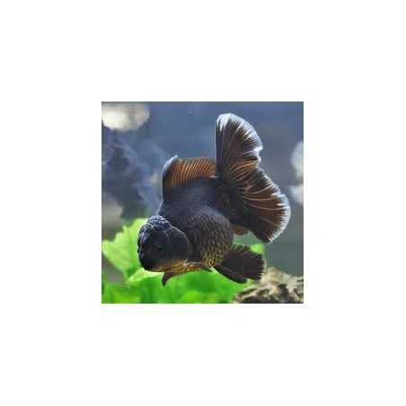 Oranda Black / Gris (Carassius auratus)