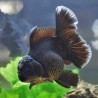Oranda Black / Gris (Carassius auratus)