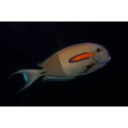 Acanthurus olivaceus adulto