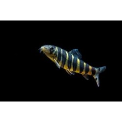 Botia Dario 5-7cm